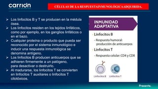  Los linfocitos B y T se producen en la médula
ósea.
 Los linfocitos residen en los tejidos linfáticos,
como por ejemplo, en los ganglios linfáticos o
en el bazo.
 Cualquier proteína o producto que pueda ser
reconocido por el sistema inmunológico e
inducir una respuesta inmunológica se
denomina antígeno.
 Los linfocitos B producen anticuerpos que se
adhieren firmemente a un patógeno,
para desactivar o destruirlo.
 Al madurarse, los linfocitos T se convierten
en linfocitos T auxiliares o linfocitos T
citotóxicos.
CÉLULAS DE LA RESPUESTAINMUNOLÓGICAADQUIRIDA.
 