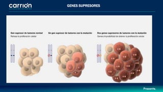 GENES SUPRESORES
 