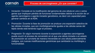 Proceso de carcinogénesis ¿En que consiste?
1. Iniciación: Consiste en la modificación del genoma de una célula en uno o varios
genes que impliquen pérdida de funciones fundamentales debida a la acción de un
agente carcinógeno o agente iniciador genotóxico, es decir con capacidad para
generar cambios en el ADN.
2. Promoción: Durante la fase de promoción se produce una expansión selectiva de
las células iniciadas, que son morfológicamente iguales a las células sanas del
tejido donde está teniendo lugar el proceso.
3. Progresión: En algún momento durante la exposición a agentes carcinógenos
puede ocurrir el proceso de conversión en el que una célula iniciada o en estado
de promoción se convierte de manera irreversible en una célula potencialmente
maligna, con nuevas modificaciones genómicas que cambiarán su morfología y
funcionalidad.
 