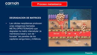 DEGRADACION DE MATRICES
• Las células neoplásicas producen
unas colagensas llamadas
METALOPROTEINASAS que
degradan la matriz intercelular ,la
membrana basal y son de “
horadar” las paredes de los
capilares sanguíneos y linfáticos.
Proceso metastasico
 