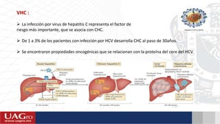 VHC :
 La infección por virus de hepatitis C representa el factor de
riesgo más importante, que se asocia con CHC.
 De 1 a 3% de los pacientes con infección por HCV desarrolla CHC al paso de 30años.
 Se encontraron propiedades oncogénicas que se relacionan con la proteína del core del HCV.
 