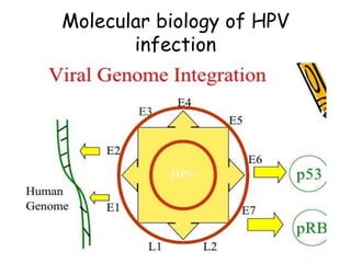 Molecular biology of HPV
infection
 