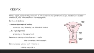 CERVIX
Fibrous organ ,approximately measures 3*3cm ,narrower and cylindrical in shape , lies between bladder
and rectum,rests inferior to lower uterine segment.
Cervix is divided into
– upper or supravaginal portion
above the ring containing the endocervical canal
_ the vaginal portion
projecting in the vaginal vault
External os aperture – in nulliparous – circular
after childbirth – transverse slit
Communicates– uterine body –internal os
- vagina - external os
 