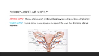 NEUROVASCULAR SUPPLY
ARTERIAL SUPPLY – Uterine artery ,branch of internal iliac artery (ascending and descending branch)
VENOUS SUPPLY – Form a uterine venous plexus on the sides of the cervix then drains into internal
iliac veins
 
