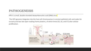 PATHOGENESIS
HPV is a small, double-stranded deoxyribonucleic acid (DNA) virus
The HPV genome integrates into the host cell chromosomes in cervical epithelial cells and codes for
six early and two late open reading frame proteins, of which three (E5, E6, and E7) alter cellular
proliferation.
 