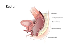 Rectum
 