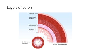 Layers of colon
 