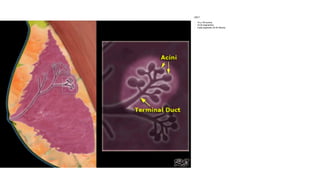 Presentación del carcinoma ductal in situ con generalidades | PPTX