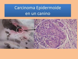 Carcinoma Epidermoide
en un canino
 