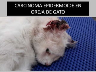 CARCINOMA EPIDERMOIDE EN
OREJA DE GATO
 