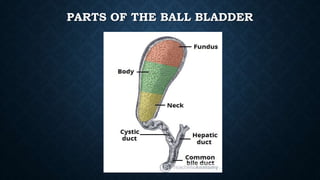 PARTS OF THE BALL BLADDER
 