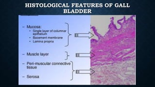HISTOLOGICAL FEATURES OF GALL
BLADDER
 