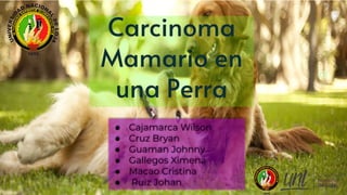 Carcinoma
Mamario en
una Perra
● Cajamarca Wilson
● Cruz Bryan
● Guaman Johnny
● Gallegos Ximena
● Macao Cristina
● Ruiz Johan
 