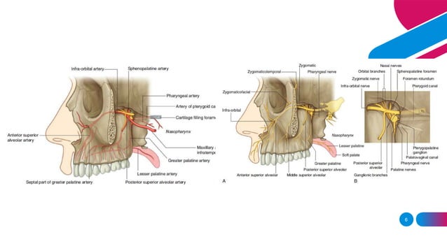 Carcinoma maxilla.pptx | Ear, Nose and Throat Conditions | Diseases and ...