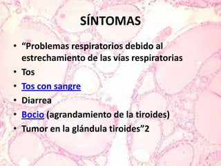 SÍNTOMAS“Problemas respiratorios debido al estrechamiento de las vías respiratoriasTosTos con sangreDiarreaBocio (agrandamiento de la tiroides)Tumor en la glándula tiroides”2
