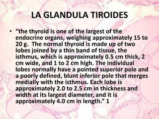 LA GLANDULA TIROIDES“the thyroid is one of the largest of the endocrine organs, weighing approximately 15 to 20 g.  The normal thyroid is made up of two lobes joined by a thin band of tissue, the isthmus, which is approximately 0.5 cm thick, 2 cm wide, and 1 to 2 cm high. The individual lobes normally have a pointed superior pole and a poorly defined, blunt inferior pole that merges medially with the isthmus. Each lobe is approximately 2.0 to 2.5 cm in thickness and width at its largest diameter, and it is approximately 4.0 cm in length.” 1
