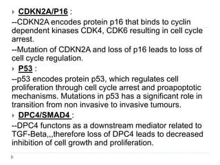  CDKN2A/P16 :
--CDKN2A encodes protein p16 that binds to cyclin
dependent kinases CDK4, CDK6 resulting in cell cycle
arrest.
--Mutation of CDKN2A and loss of p16 leads to loss of
cell cycle regulation.
 P53 :
--p53 encodes protein p53, which regulates cell
proliferation through cell cycle arrest and proapoptotic
mechanisms. Mutations in p53 has a significant role in
transition from non invasive to invasive tumours.
 DPC4/SMAD4 :
--DPC4 functons as a downstream mediator related to
TGF-Beta,,,therefore loss of DPC4 leads to decreased
inhibition of cell growth and proliferation.
 