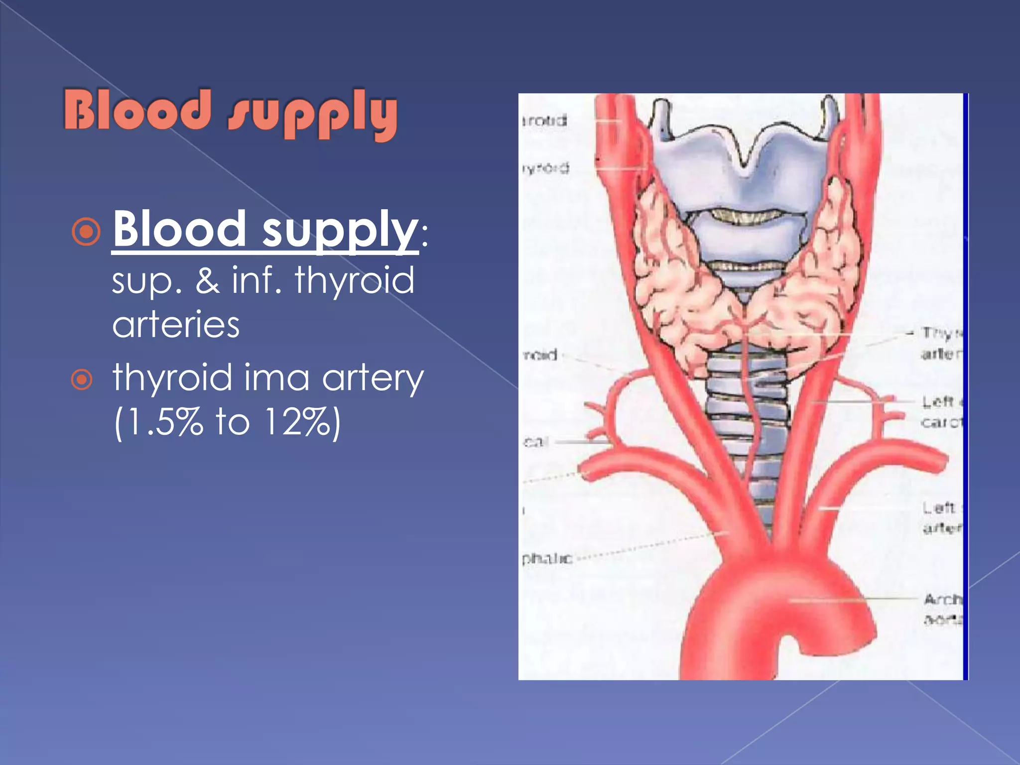 Blood supplyBlood supply: sup. & inf. thyroid arteriesthyroid ima artery (1.5% to 12%)