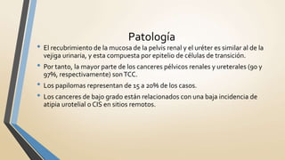 Patología
• El recubrimiento de la mucosa de la pelvis renal y el uréter es similar al de la
vejiga urinaria, y esta compuesta por epitelio de células de transición.
• Por tanto, la mayor parte de los canceres pélvicos renales y ureterales (90 y
97%, respectivamente) sonTCC.
• Los papilomas representan de 15 a 20% de los casos.
• Los canceres de bajo grado están relacionados con una baja incidencia de
atipia urotelial o CIS en sitios remotos.
 