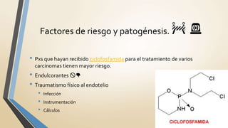 • Pxs que hayan recibido ciclofosfamida para el tratamiento de varios
carcinomas tienen mayor riesgo.
• Endulcorantes 🚫👎
• Traumatismo físico al endotelio
• Infección
• Instrumentación
• Cálculos
Factores de riesgo y patogénesis. 🚧 🚨
 