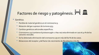 • Genética.
• Perdida de material genético en el cromosoma 9.
• Mutación del gen supresor de tumores p53.
• Cambios genéticos adicionales específicos.
• Cromosoma 11p (contiene el protooncogén c-Has-ras) esta eliminado en casi el 40 % de los
canceres vesicales.
• Se ha detectado eliminación del cromosoma 17p en más del 60 % de los casos.
• Mutaciones del receptor 3 del factor de crecimiento de fibroblastos (>60 %)
Factores de riesgo y patogénesis. 🚧 🚨
 