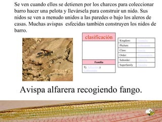 Se ven cuando ellos se detienen por los charcos para coleccionar barro hacer una pelota y llevársela para construir un nido. Sus nidos se ven a menudo unidos a las paredes o bajo los aleros de casas. Muchas avispas  esfecidas también construyen los nidos de barro. Avispa alfarera recogiendo fango.