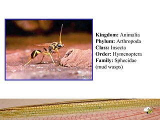 Kingdom: Animalia Phylum: Arthropoda Class: Insecta Order: Hymenoptera Family: Sphecidae (mud wasps) 