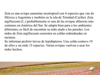 Zeta es una avispa eumenine neotropical con 4 especies que van de México a Argentina y también en la isla de Trinidad (Caribe). Zeta argillaceum (L.) probablemente es una de las avispas alfareras más comunes en América del Sur. Se adapta bien para a los ambientes diferentes; es fácil de encontrar su nido atado a las paredes. Los nidos de Zeta argillaceum consisten en celdas redondeadas en racimos. Se informan preferir larvas de lepidópteros. Una celda contuvo 19 de ellos y un nido 15 especies. Varias avispas vuelven a usar los nidos hechos.