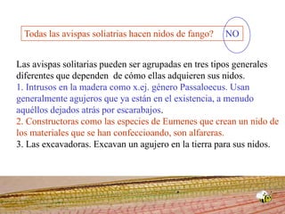 Todas las avispas soliatrias hacen nidos de fango?NOLas avispas solitarias pueden ser agrupadas en tres tipos generales diferentes que dependen  de cómo ellas adquieren sus nidos.   1. Intrusos en la madera como x.ej. género Passaloecus. Usan generalmente agujeros que ya están en el existencia, a menudo aquéllos dejados atrás por escarabajos.   2. Constructoras como las especies de Eumenes que crean un nido de los materiales que se han confeccioando, son alfareras.3. Las excavadoras. Excavan un agujero en la tierra para sus nidos.  