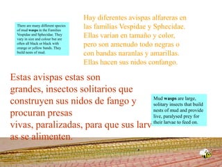 Hay diferentes avispas alfareras en las familias Vespidae y Sphecidae.Ellas varían en tamaño y color, pero son amenudo todo negras o con bandas naranlas y amarillas.Ellas hacen sus nidos confango.There are many different species of mud wasps in the Families Vespidae and Sphecidae. They vary in size and colour but are often all black or black with orange or yellow bands. They build nests of mud. Estas avispas estas son grandes, insectos solitarios que construyen sus nidos de fango y procuran presas vivas, paralizadas, para que sus larv as se alimenten. Mud wasps are large, solitary insects that build nests of mud and provide live, paralysed prey for their larvae to feed on. 