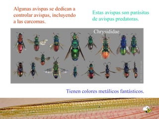 Algunas avispas se dedican a controlar avispas, incluyendo a las carcomas.Estas avispas son parásitas de avispas predatoras.ChrysididaeTienen colores metálicos fantásticos.