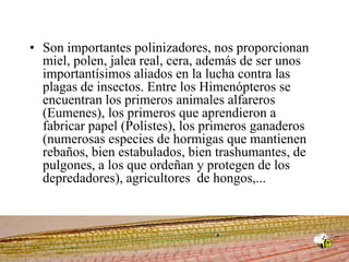 Son importantes polinizadores, nos proporcionan miel, polen, jalea real, cera, además de ser unos importantísimos aliados en la lucha contra las plagas de insectos. Entre los Himenópteros se encuentran los primeros animales alfareros (Eumenes), los primeros que aprendieron a fabricar papel (Polistes), los primeros ganaderos (numerosas especies de hormigas que mantienen rebaños, bien estabulados, bien trashumantes, de pulgones, a los que ordeñan y protegen de los depredadores), agricultores  de hongos,...