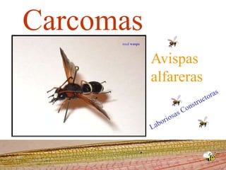 Carcomas mud wasps Avispas alfareras Laboriosas Constructoras  