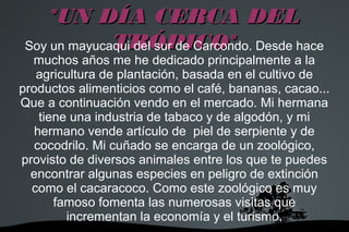   
*UN DÍA CERCA DEL*UN DÍA CERCA DEL
TRÓPICO*TRÓPICO*Soy un mayucaqui del sur de Carcondo. Desde hace
muchos años me he dedicado principalmente a la
agricultura de plantación, basada en el cultivo de
productos alimenticios como el café, bananas, cacao...
Que a continuación vendo en el mercado. Mi hermana
tiene una industria de tabaco y de algodón, y mi
hermano vende artículo de piel de serpiente y de
cocodrilo. Mi cuñado se encarga de un zoológico,
provisto de diversos animales entre los que te puedes
encontrar algunas especies en peligro de extinción
como el cacaracoco. Como este zoológico es muy
famoso fomenta las numerosas visitas que
incrementan la economía y el turismo.
 