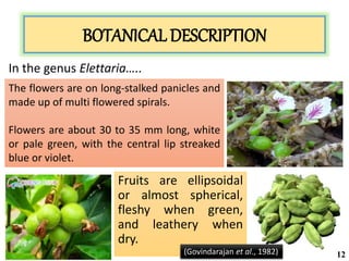 BOTANICAL DESCRIPTION
Fruits are ellipsoidal
or almost spherical,
fleshy when green,
and leathery when
dry.
In the genus Elettaria…..
The flowers are on long-stalked panicles and
made up of multi flowered spirals.
Flowers are about 30 to 35 mm long, white
or pale green, with the central lip streaked
blue or violet.
(Govindarajan et al., 1982) 12
 