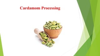 Cardamom Processing
 