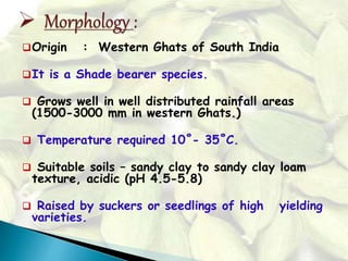 Origin : Western Ghats of South India
It is a Shade bearer species.
 Grows well in well distributed rainfall areas
(1500-3000 mm in western Ghats.)
 Temperature required 10˚- 35˚C.
 Suitable soils – sandy clay to sandy clay loam
texture, acidic (pH 4.5-5.8)
 Raised by suckers or seedlings of high yielding
varieties.
 