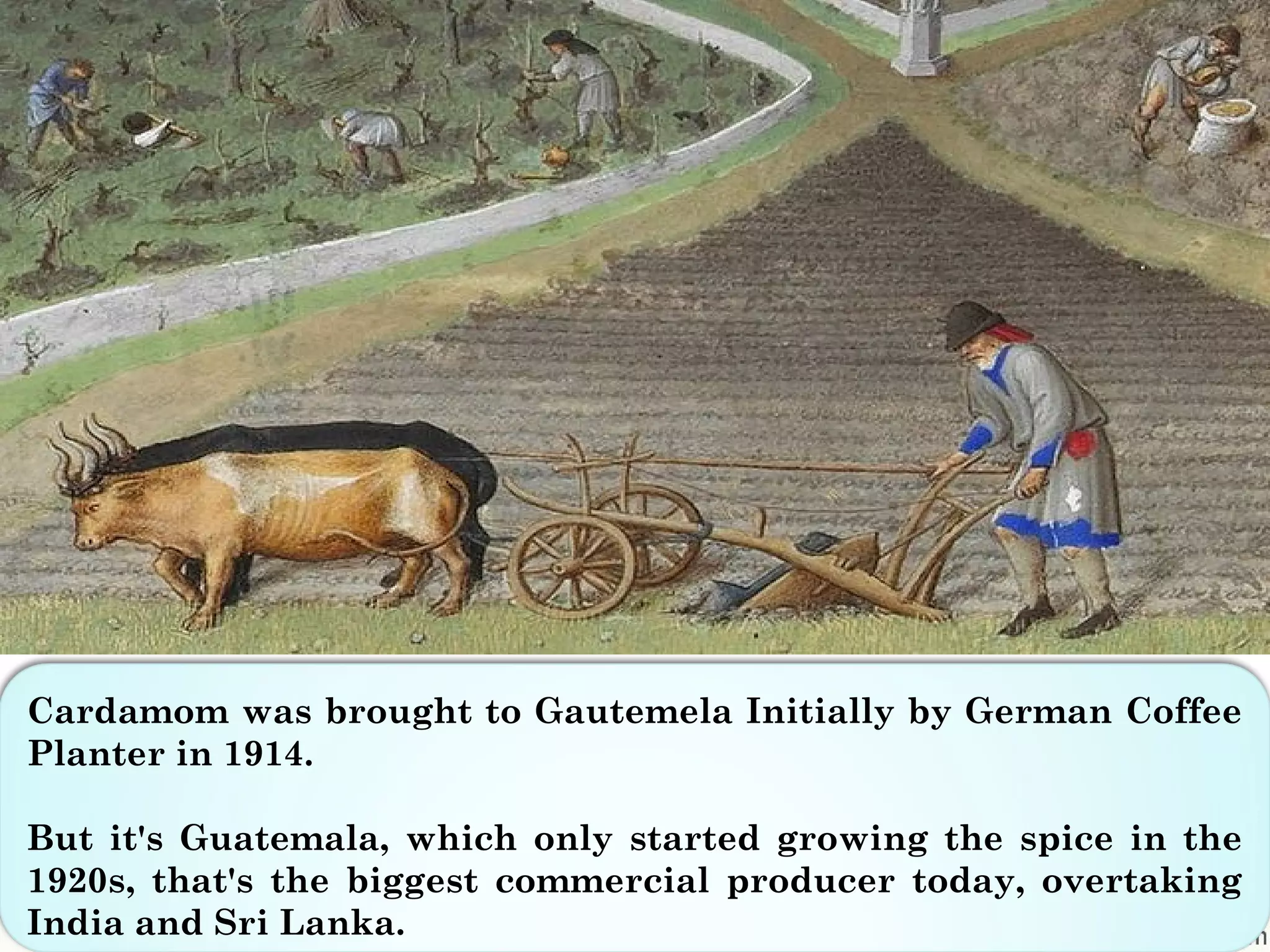 Cardamom was brought to Gautemela Initially by German Coffee
Planter in 1914.
But it's Guatemala, which only started growing the spice in the
1920s, that's the biggest commercial producer today, overtaking
India and Sri Lanka.
 
