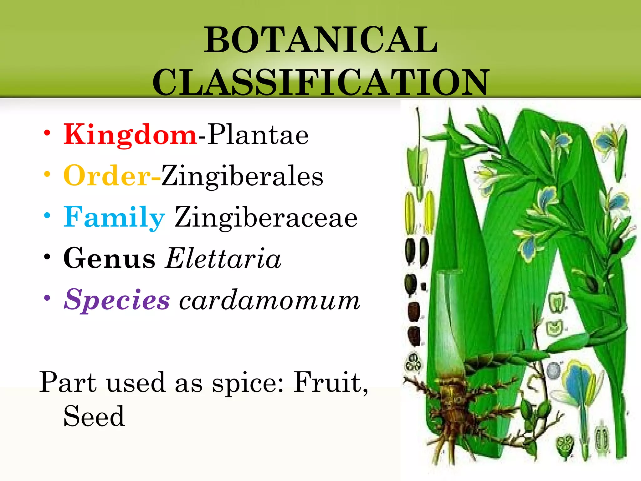 BOTANICAL
CLASSIFICATION
• Kingdom-Plantae
• Order-Zingiberales
• Family Zingiberaceae
• Genus Elettaria
• Species cardamomum
Part used as spice: Fruit,
Seed
 