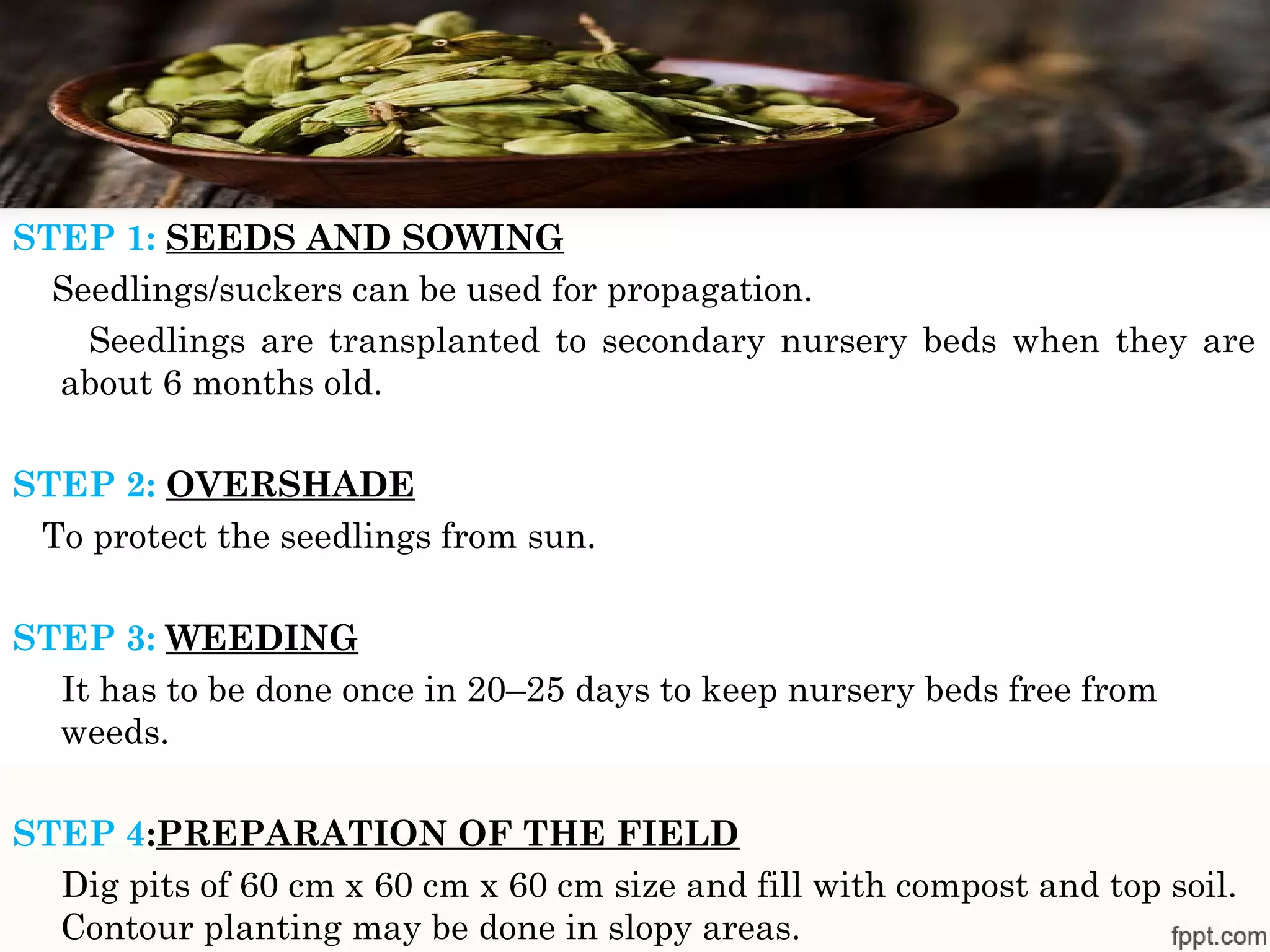 STEP 1: SEEDS AND SOWING
Seedlings/suckers can be used for propagation.
Seedlings are transplanted to secondary nursery beds when they are
about 6 months old.
STEP 2: OVERSHADE
To protect the seedlings from sun.
STEP 3: WEEDING
It has to be done once in 20–25 days to keep nursery beds free from
weeds.
STEP 4:PREPARATION OF THE FIELD
Dig pits of 60 cm x 60 cm x 60 cm size and fill with compost and top soil. 
Contour planting may be done in slopy areas.
 