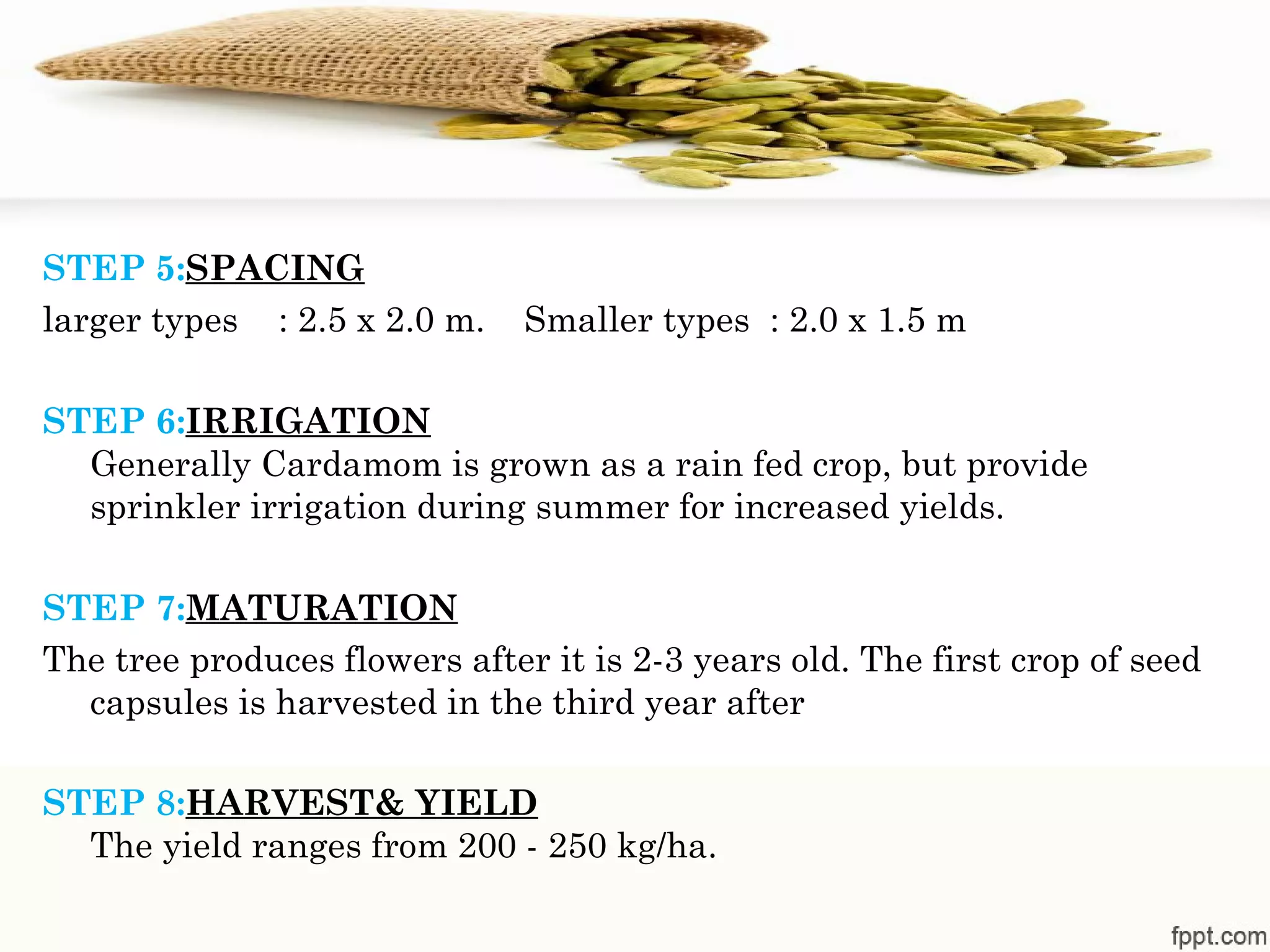 STEP 5:SPACING
larger types    : 2.5 x 2.0 m. Smaller types  : 2.0 x 1.5 m
STEP 6:IRRIGATION
Generally Cardamom is grown as a rain fed crop, but provide
sprinkler irrigation during summer for increased yields.
STEP 7:MATURATION
The tree produces flowers after it is 2-3 years old. The first crop of seed
capsules is harvested in the third year after
STEP 8:HARVEST& YIELD
The yield ranges from 200 - 250 kg/ha.
 