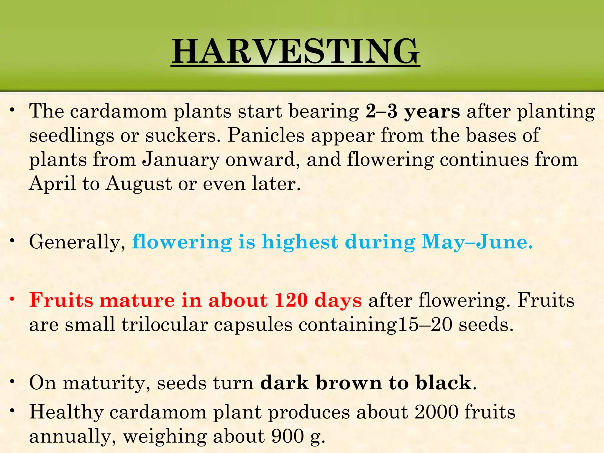 HARVESTING
• The cardamom plants start bearing 2–3 years after planting
seedlings or suckers. Panicles appear from the bases of
plants from January onward, and flowering continues from
April to August or even later.
• Generally, flowering is highest during May–June.
• Fruits mature in about 120 days after flowering. Fruits
are small trilocular capsules containing15–20 seeds.
• On maturity, seeds turn dark brown to black.
• Healthy cardamom plant produces about 2000 fruits
annually, weighing about 900 g.
 
