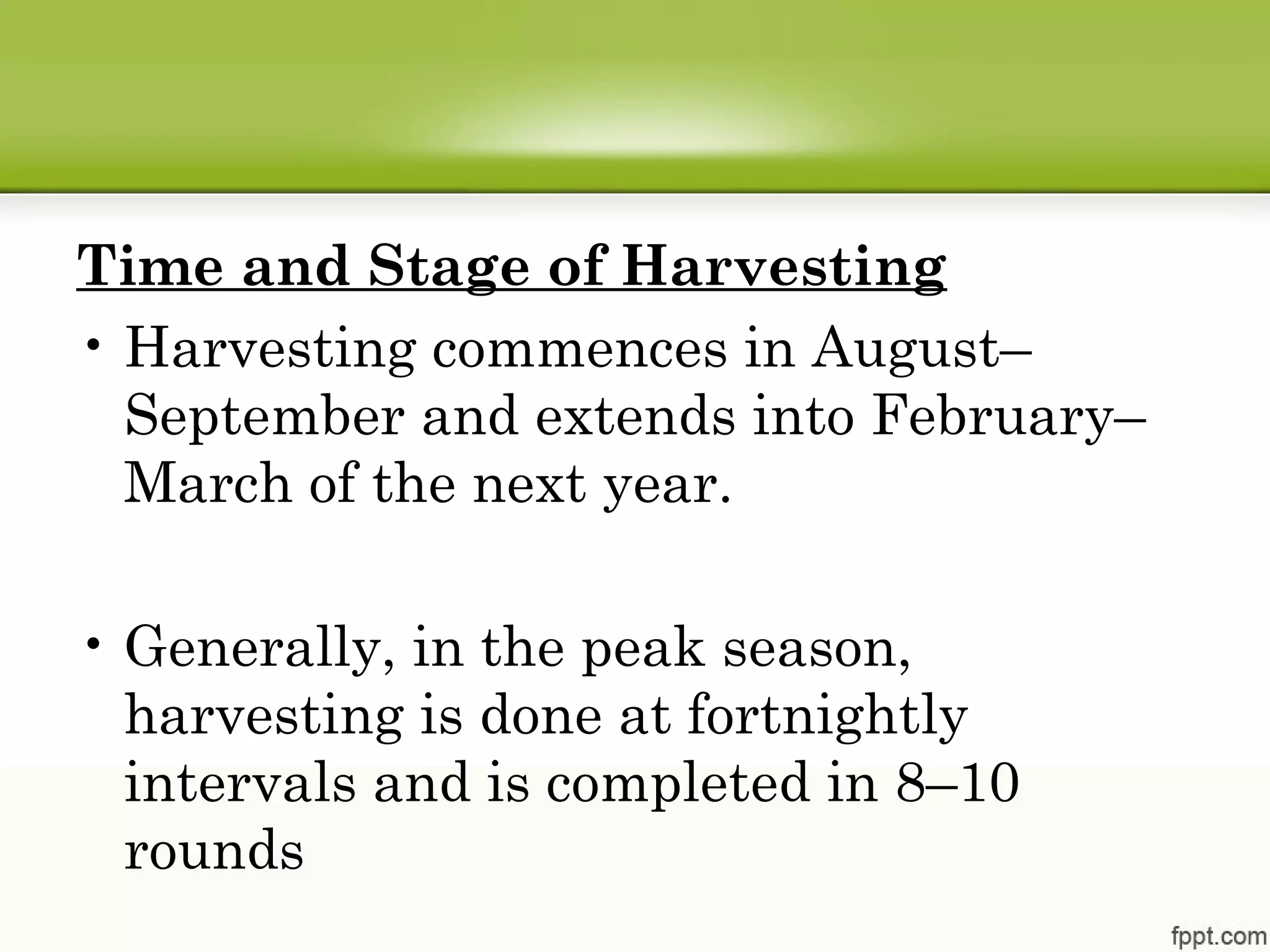 Time and Stage of Harvesting
• Harvesting commences in August–
September and extends into February–
March of the next year.
• Generally, in the peak season,
harvesting is done at fortnightly
intervals and is completed in 8–10
rounds
 