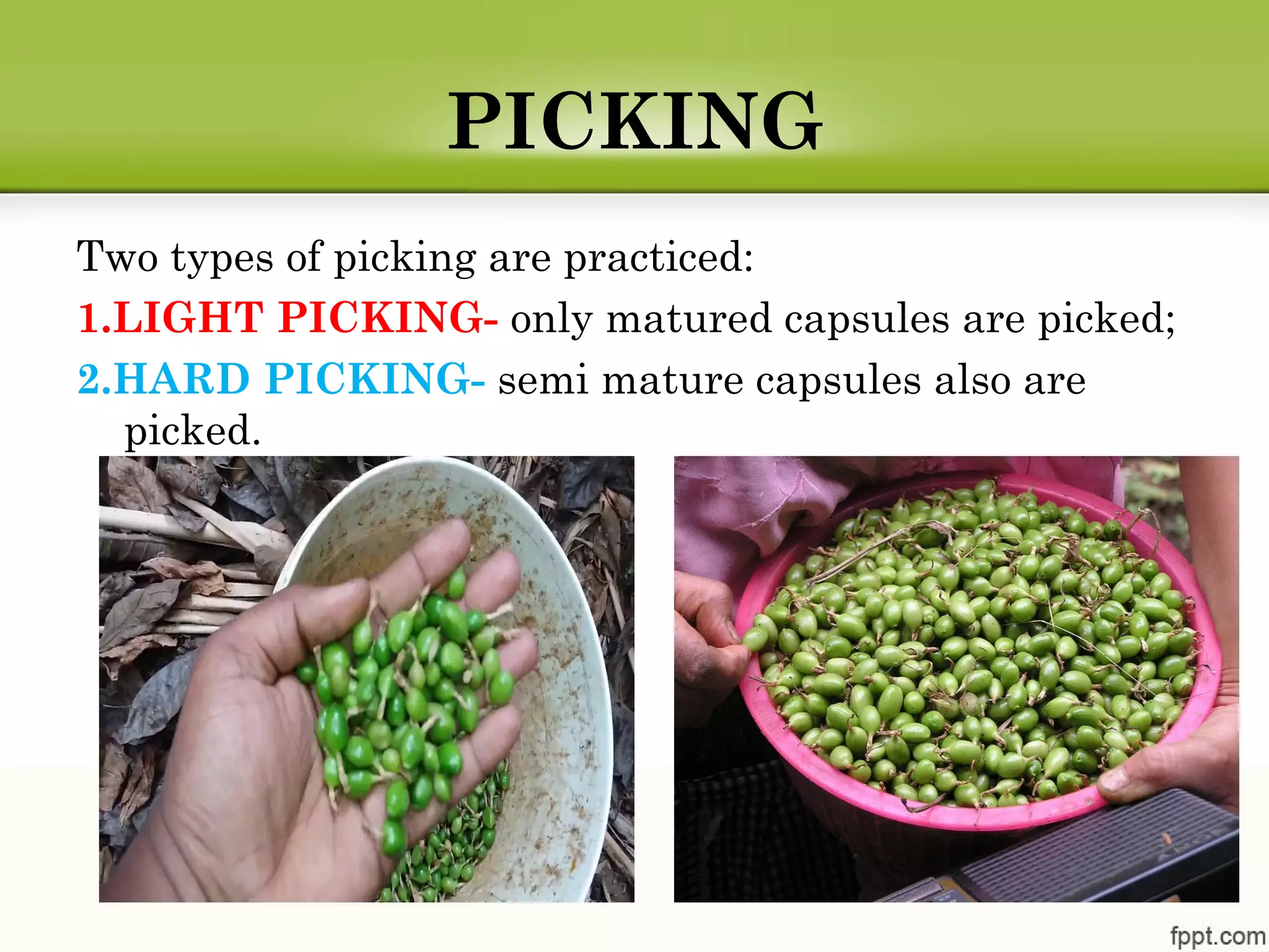 PICKING
Two types of picking are practiced:
1.LIGHT PICKING- only matured capsules are picked;
2.HARD PICKING- semi mature capsules also are
picked.
 