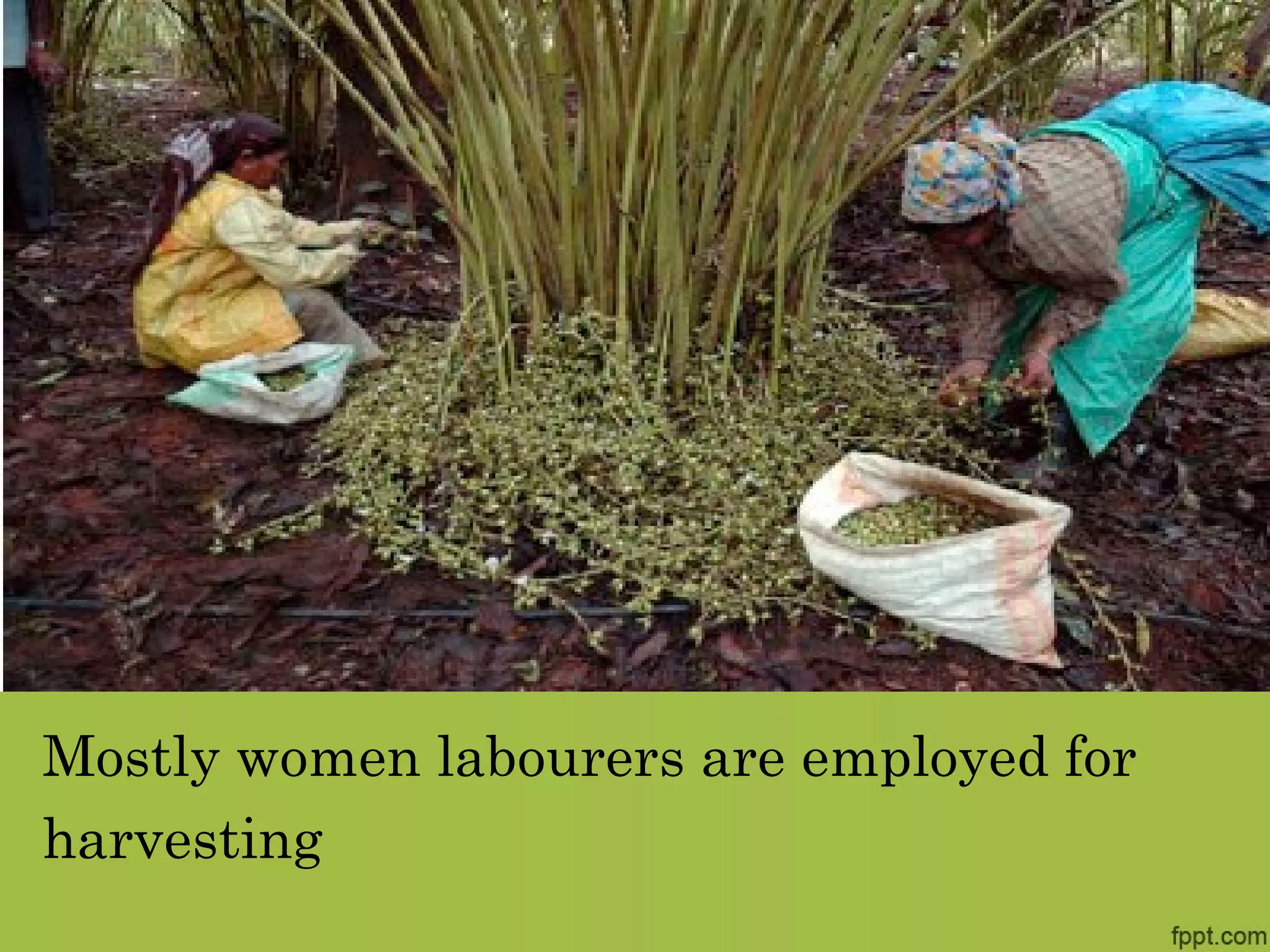 Mostly women labourers are employed for
harvesting
 