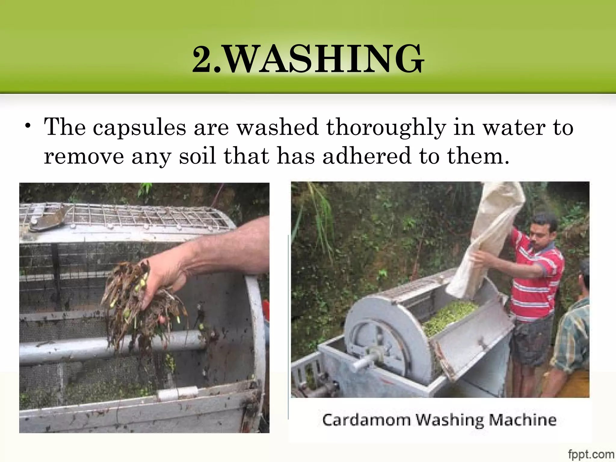 2.WASHING
• The capsules are washed thoroughly in water to
remove any soil that has adhered to them.
 