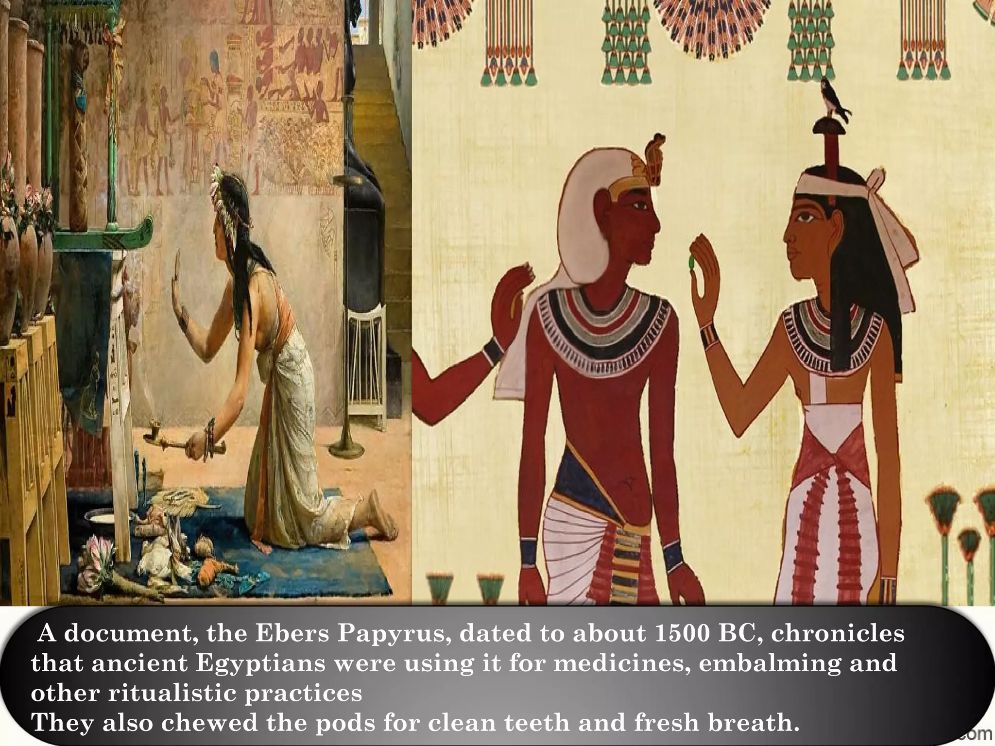 A document, the Ebers Papyrus, dated to about 1500 BC, chronicles
that ancient Egyptians were using it for medicines, embalming and
other ritualistic practices
They also chewed the pods for clean teeth and fresh breath.
 