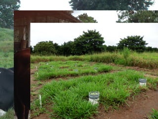 Cardenas Emissions factors livestock systems Colombia Nov 11 2014