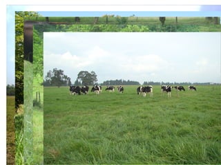 Cardenas Emissions factors livestock systems Colombia Nov 11 2014