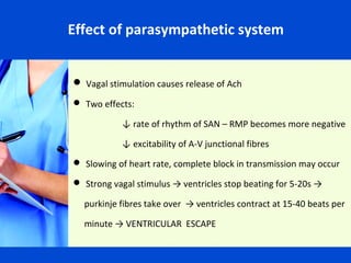 Effect of parasympathetic system

 Vagal stimulation causes release of Ach
 Two effects:

↓ rate of rhythm of SAN – RMP becomes more negative
↓ excitability of A-V junctional fibres
 Slowing of heart rate, complete block in transmission may occur
 Strong vagal stimulus → ventricles stop beating for 5-20s →

purkinje fibres take over → ventricles contract at 15-40 beats per
minute → VENTRICULAR ESCAPE

 